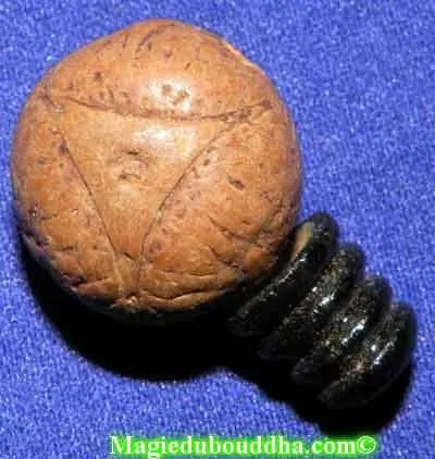 Head bead for Tibetan mala - Buddha seed / Bodhi seed.