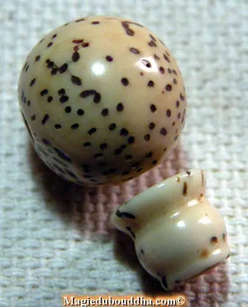 Head bead for Tibetan mala made from genuine polished lotus seed.