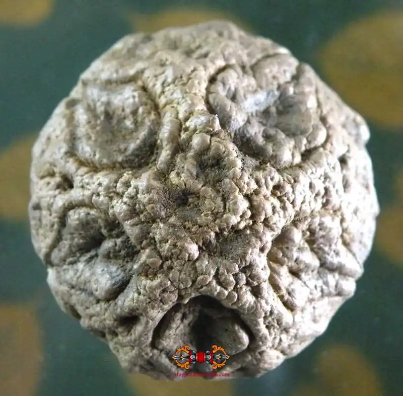 Sacred Seed of the Five Buddhas - Met Phra Jao Ah Phra Hong