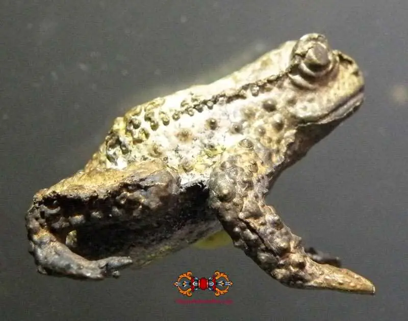 Thai toad amulet Paya Kang Kop.