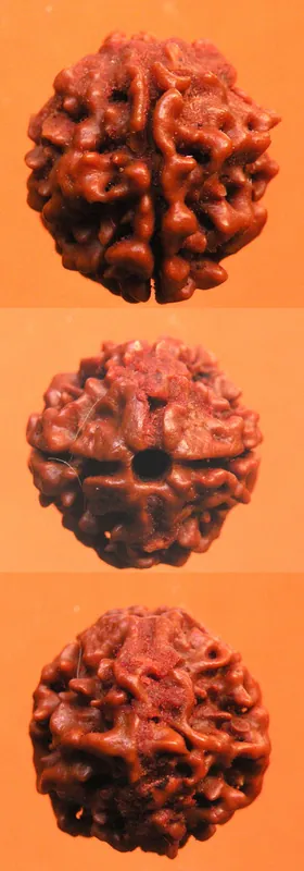 Sacred 2-faceted Shiva Rudraksha Seeds - Do Mukhi Rudraksha.