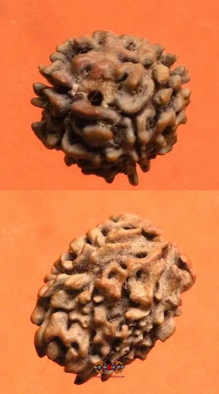 Sacred Seed of Shiva Rudraksha 3 Faceted - Teen Mukhi Rudraksha.