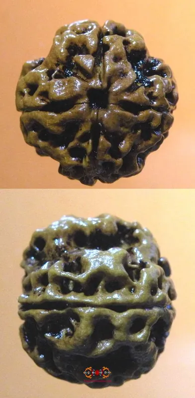 Sacred Seed of Shiva Rudraksha with 4 Facets - Char Mukhi Rudraksha.
