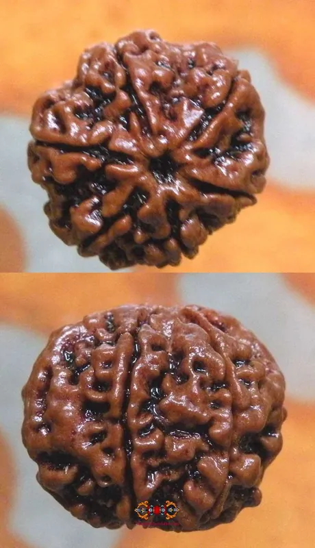 Sacred Seed of Shiva Rudraksha with 6 Facets - Cheh Mukhi Rudraksha.