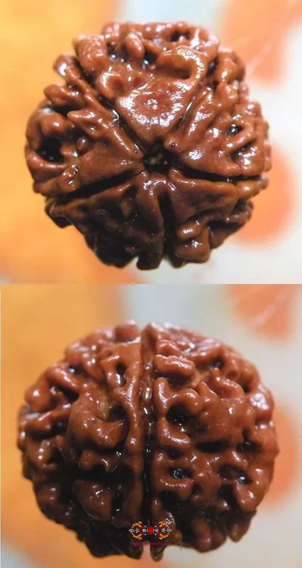 Sacred Seed of Shiva Rudraksha with 5 Facets - Panch Mukhi Rudraksha.
