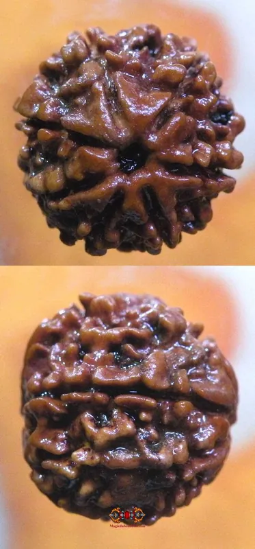 Sacred Seed of Shiva Rudraksha with 7 Facets - Saat Mukhi Rudraksha.
