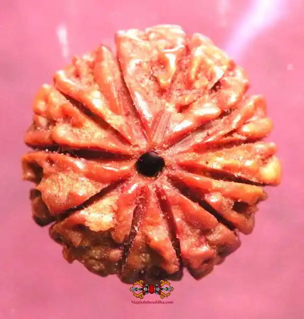 Sacred Seed of Shiva Rudraksha with 11 Facets - Gyarah Mukhi Rudraksha.