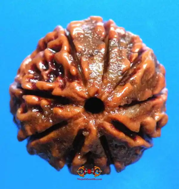 Sacred Seed of Shiva Rudraksha with 9 Facets - Nau Mukhi Rudraksha.