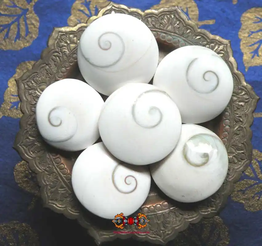 Large sacred Thai Hin Hoi stones (Eye of Kali) - Attracts fortune and talisman of lovers.