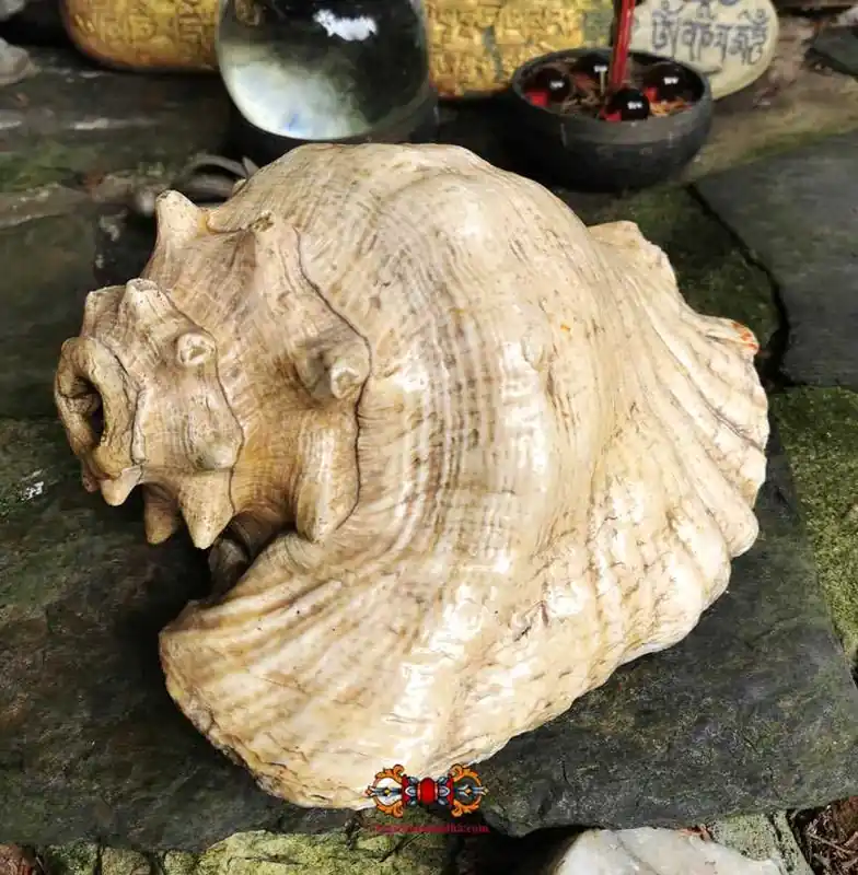 Large ancient Tibetan conch.