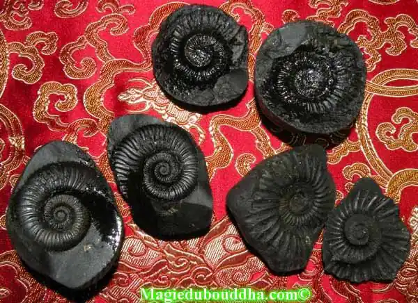 Sacred Shaligram fossils.