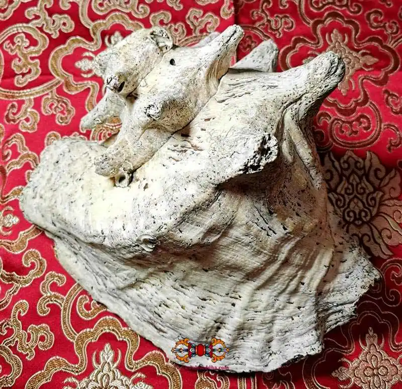 Large ancient Tibetan conch.