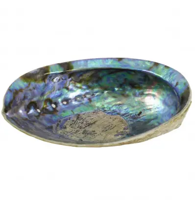 Coquille d'Ormeau Arc-en-Ciel / Abalone naturelle 12-14cm