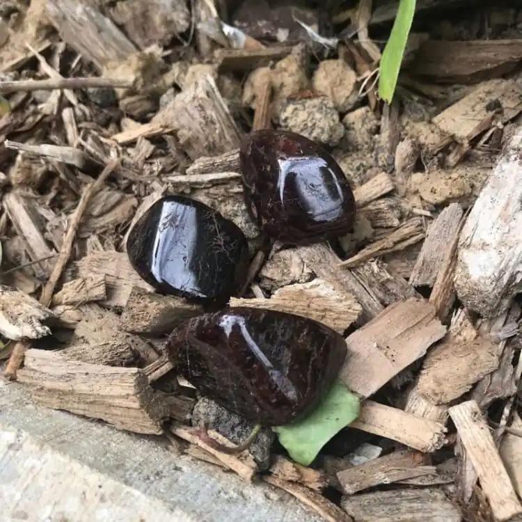 Grenat Rouge roulé