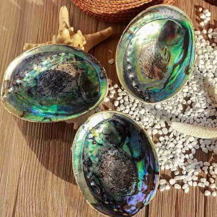 3 Coquille naturelles d'Abalone