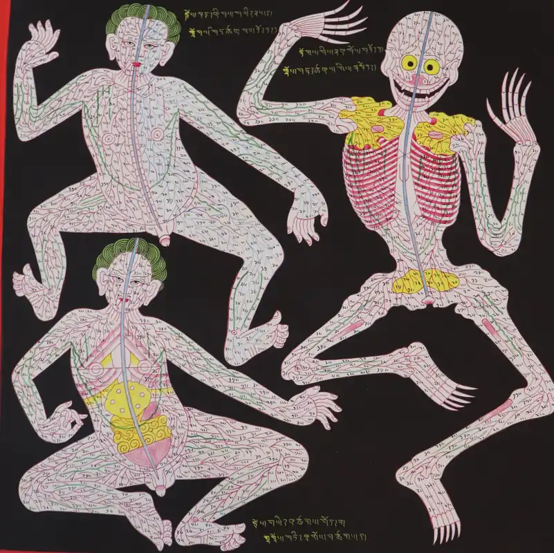 Anatomie – Vaisseaux sanguins