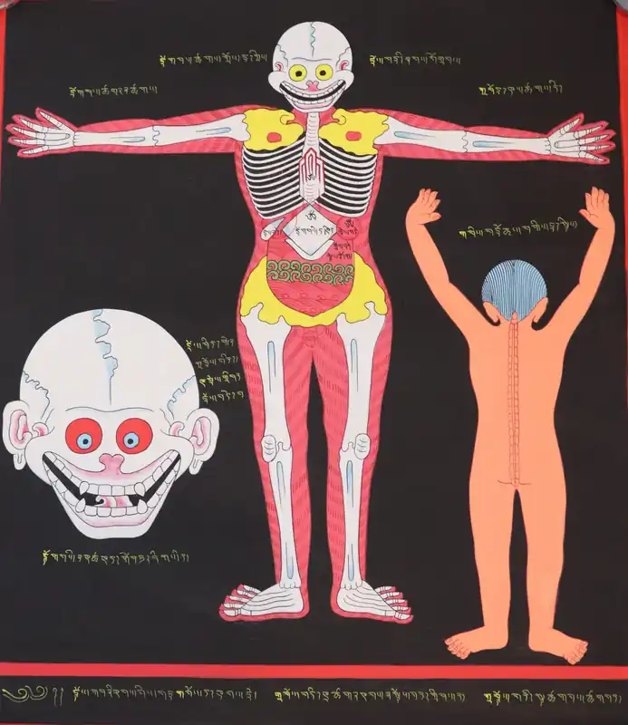 Anatomie – Vue antérieure