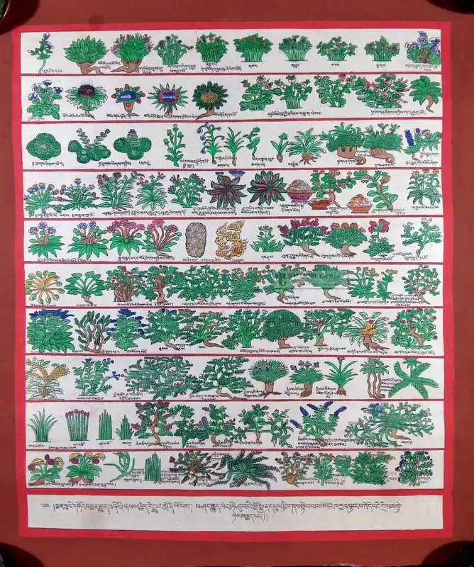 Thangka médical avec des herbes médicinales