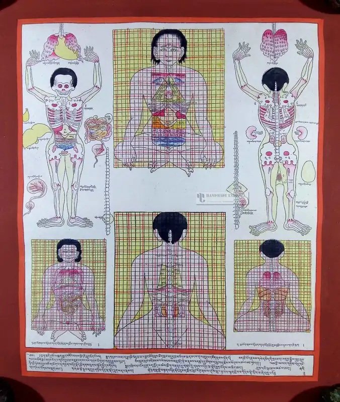 Thangka médical des organes vitaux