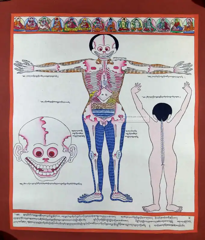 Thangka médical : Muscles et organes digestifs