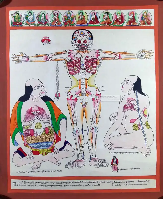 Thangka médical tibétain de la structure osseuse