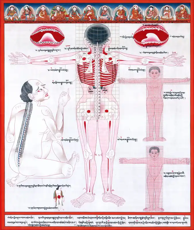 Thangka médical de l’anatomie humaine vue postérieure